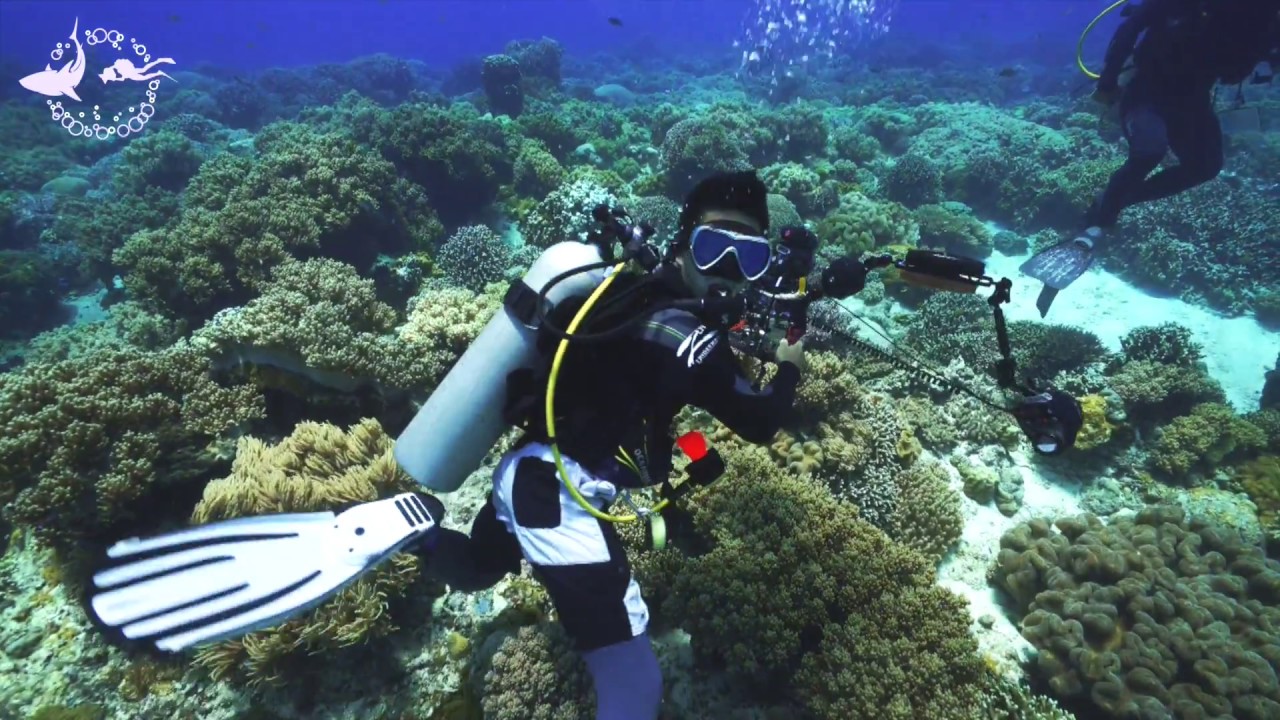 Fun Dive Project (Dumaguete,Philippines) - OCEAN CONCEPT