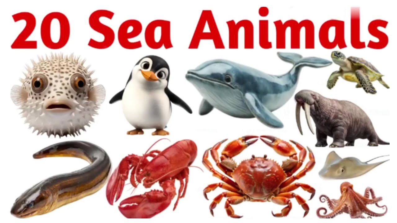 Learn 20 Sea Animals for Kids | Learn Ocean Animals Names #kidslearning  #educationalvideos