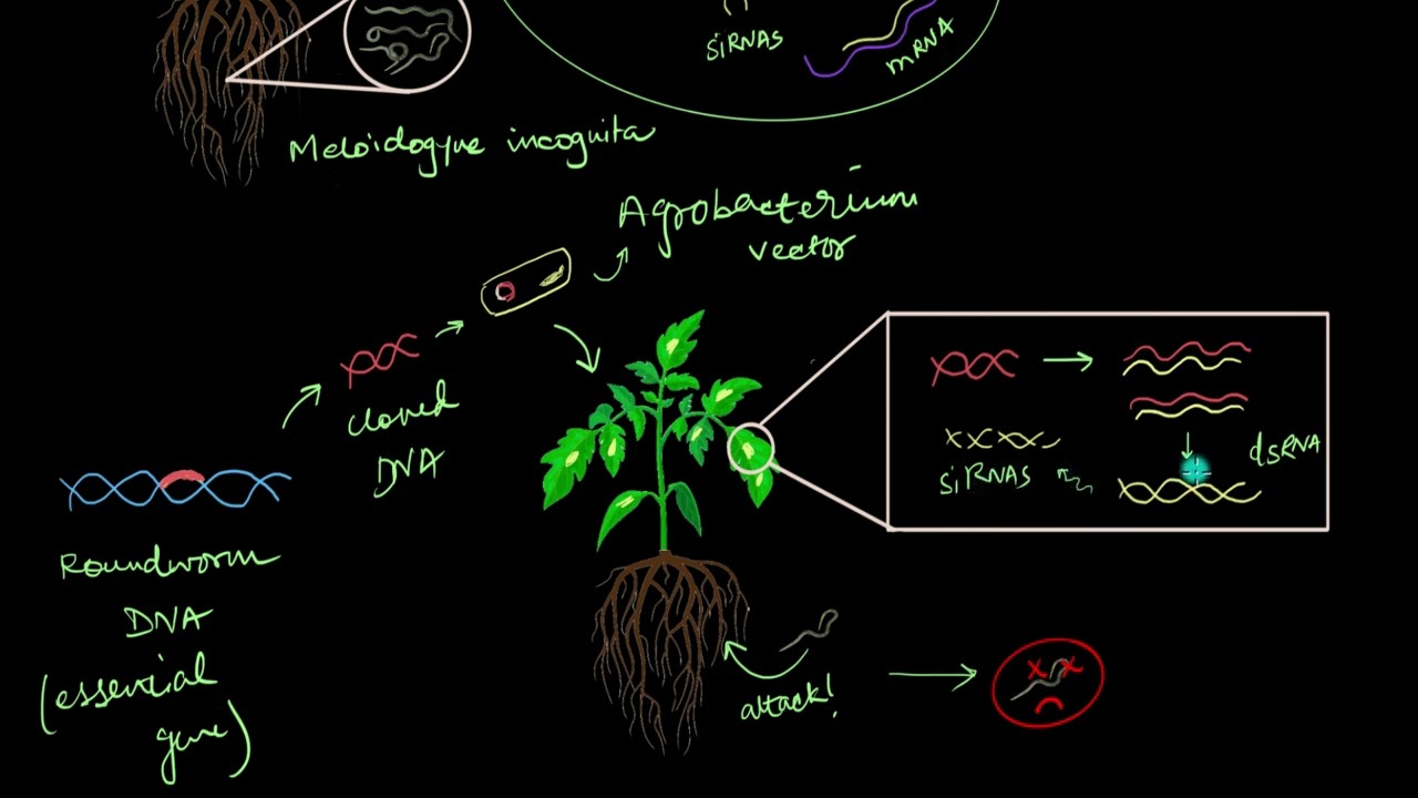 RNA interference in pest control | Biotechnology and its Applications | Biology | Khan Academy