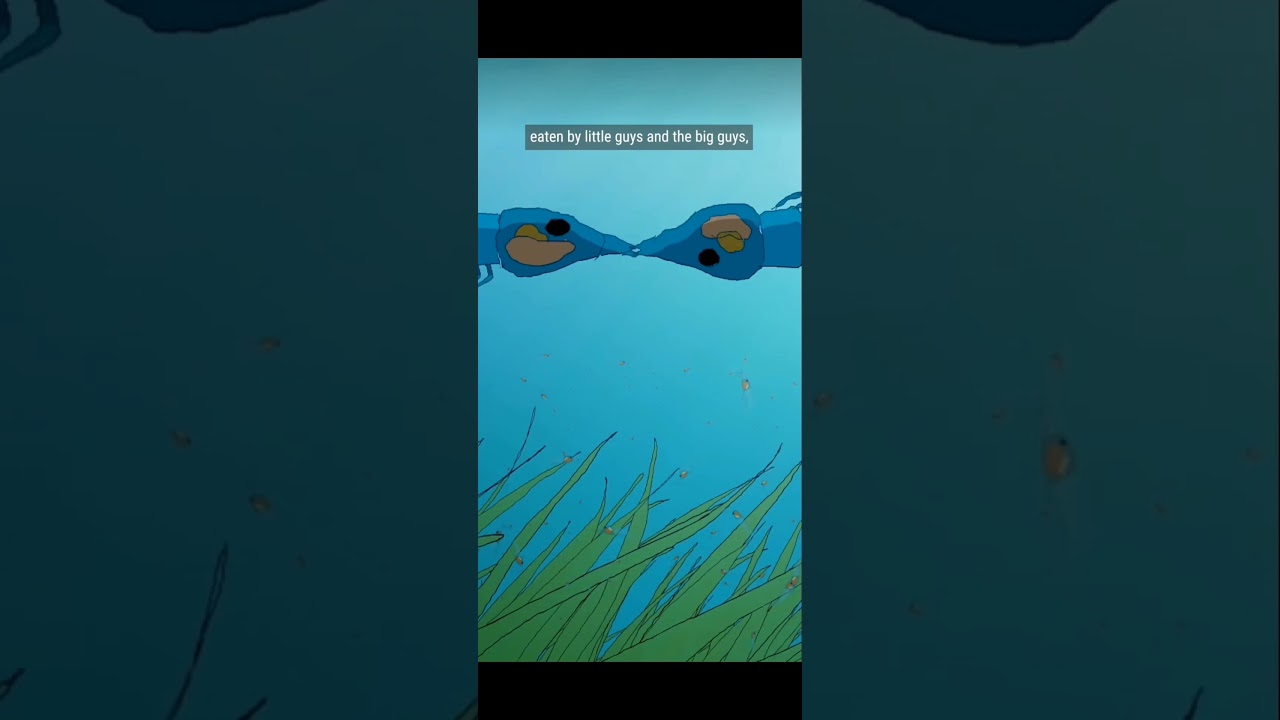 Phytoplankton! #ancienthistory #oceanhistory #ocean