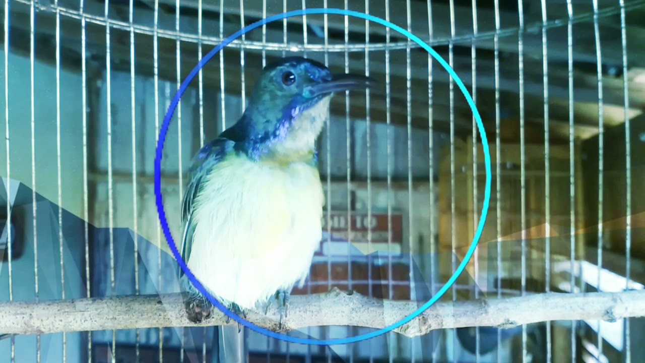 Pancingan KORLAP Gacor Trotolan Untuk Kolibri Manggar Bakalan Malas BUNYI