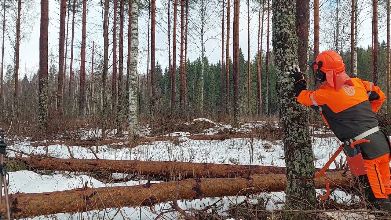 Helpohko männyn kaato ja pätkimistä. Husqvarna 545 mark II