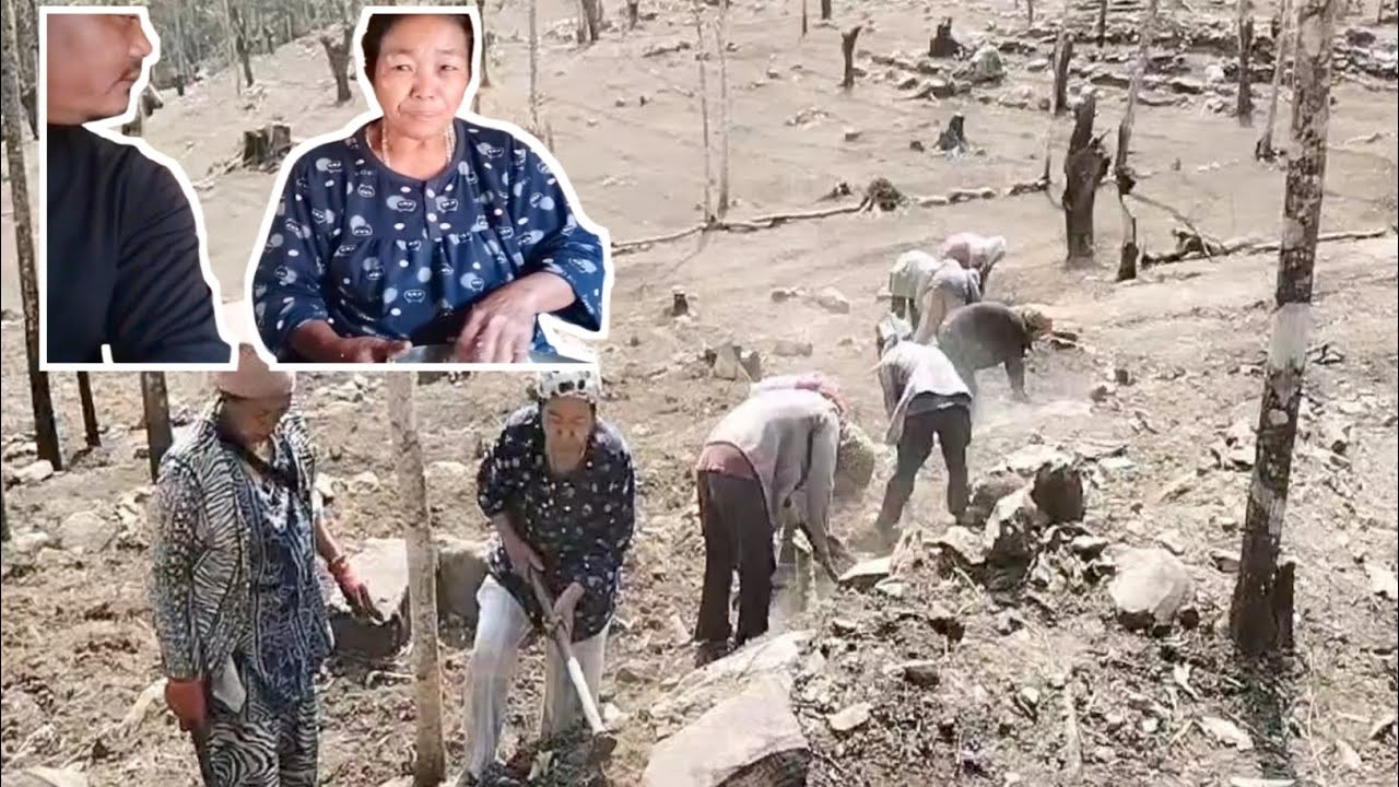 Ep 2 finally done 👍 jhum cultivation with village ladies group #interestingwork #henryvlog