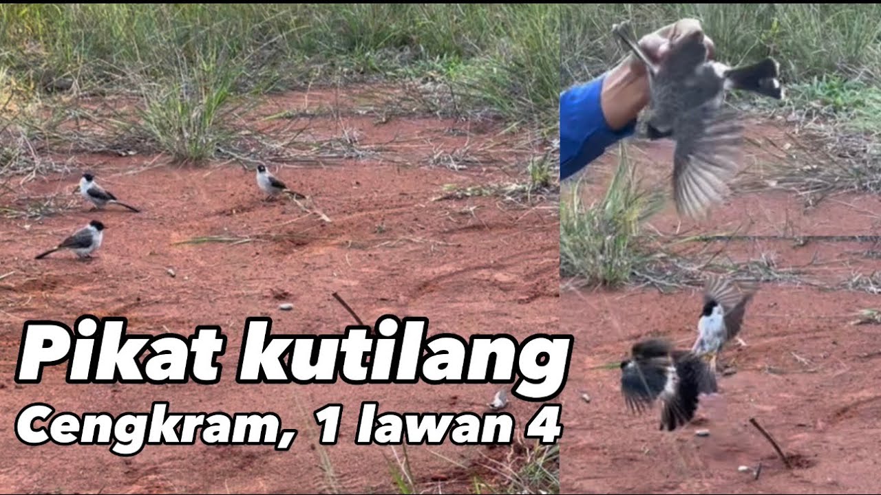 Pikat kutilang tanpa pulut alis pikat cengkram 1 lawan 4 #kicaumania