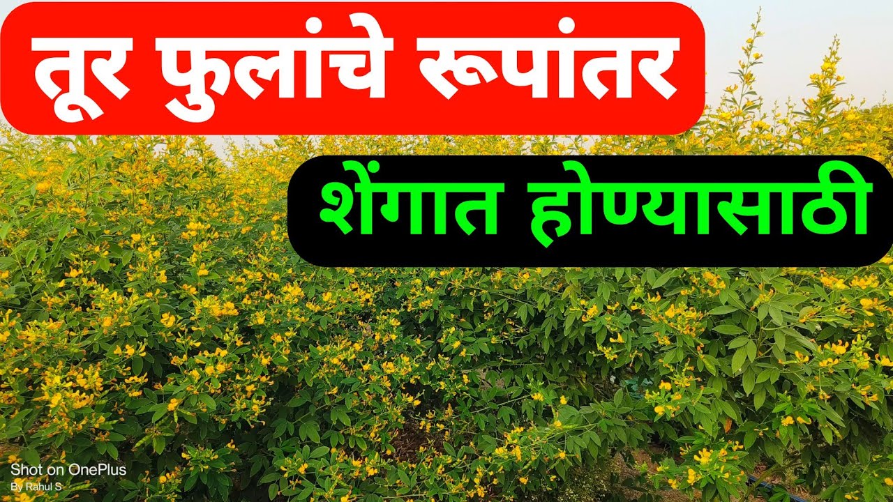 तूर फुलांचे पूर्ण रूपांतर शेंगात होण्यासाठी फवारणी || तूरिवर तिसरी फवारणी @PatilBiotech