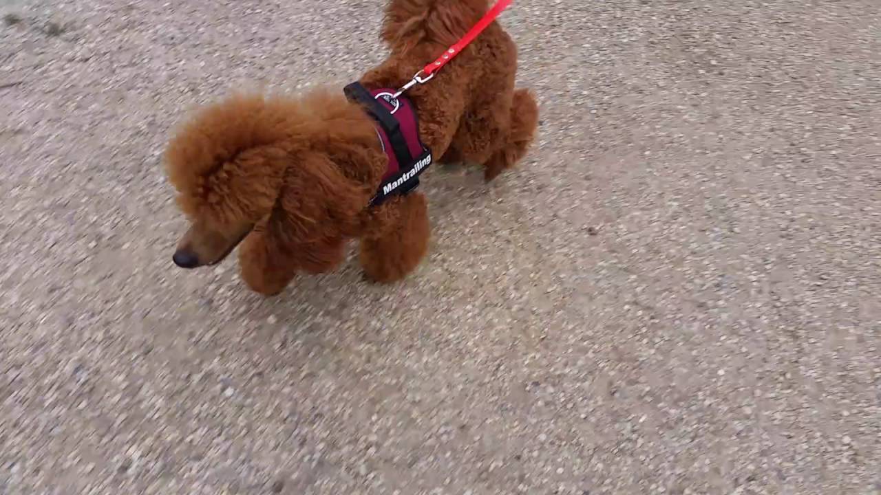 Ikela von der Herbordsburg, Working Poodle, Mantrailing, 10 month, 14.08.2016