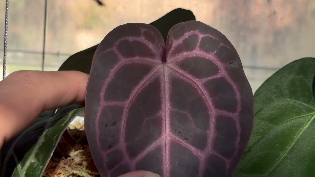 Battle of the Emergents: Different Colors on Anthurium New Leaves