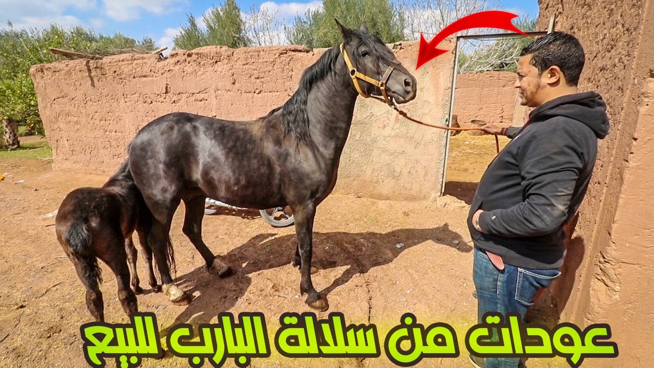 اجي تنقش عينيك بعودات ولدات من سلالة البارب النادرة مع لكساب برزوق و معلومات قيمة مع دعم بمليون ونصف