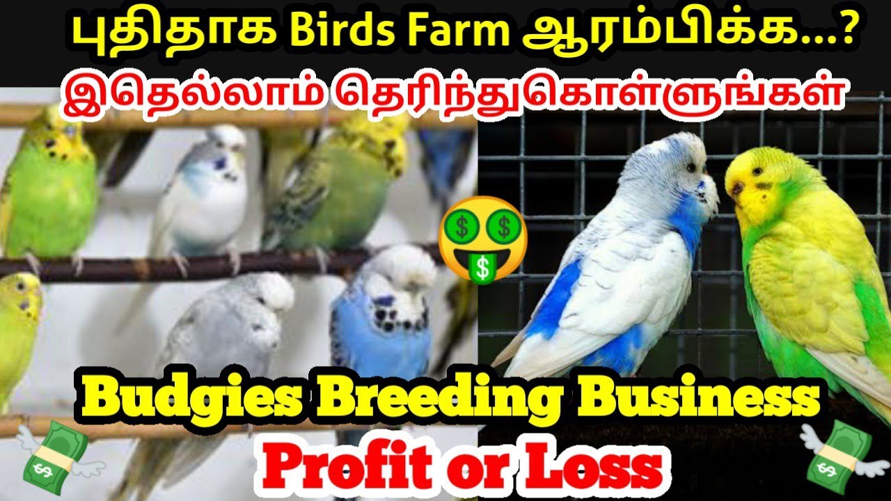 Budgies Breeding Business Is Profitable ? or Loss ? || All Calculation Included Of Profits & Losses