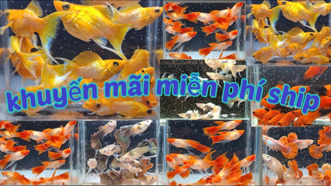 Guppy cá 7 màu  // khuyến mãi miễn phi ship đơn 250k...