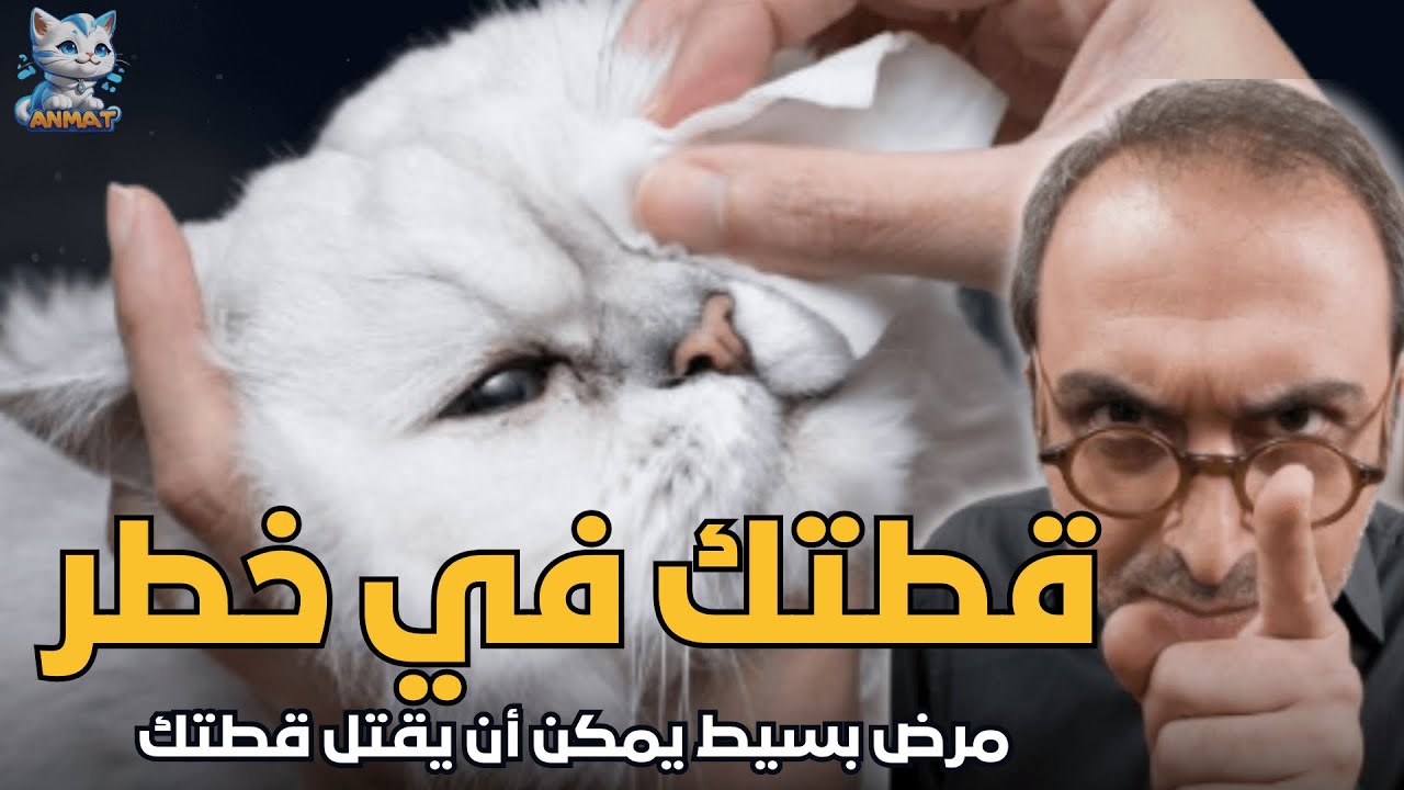 البرد والزكام عند القطط:علاج الزكام عند القطط