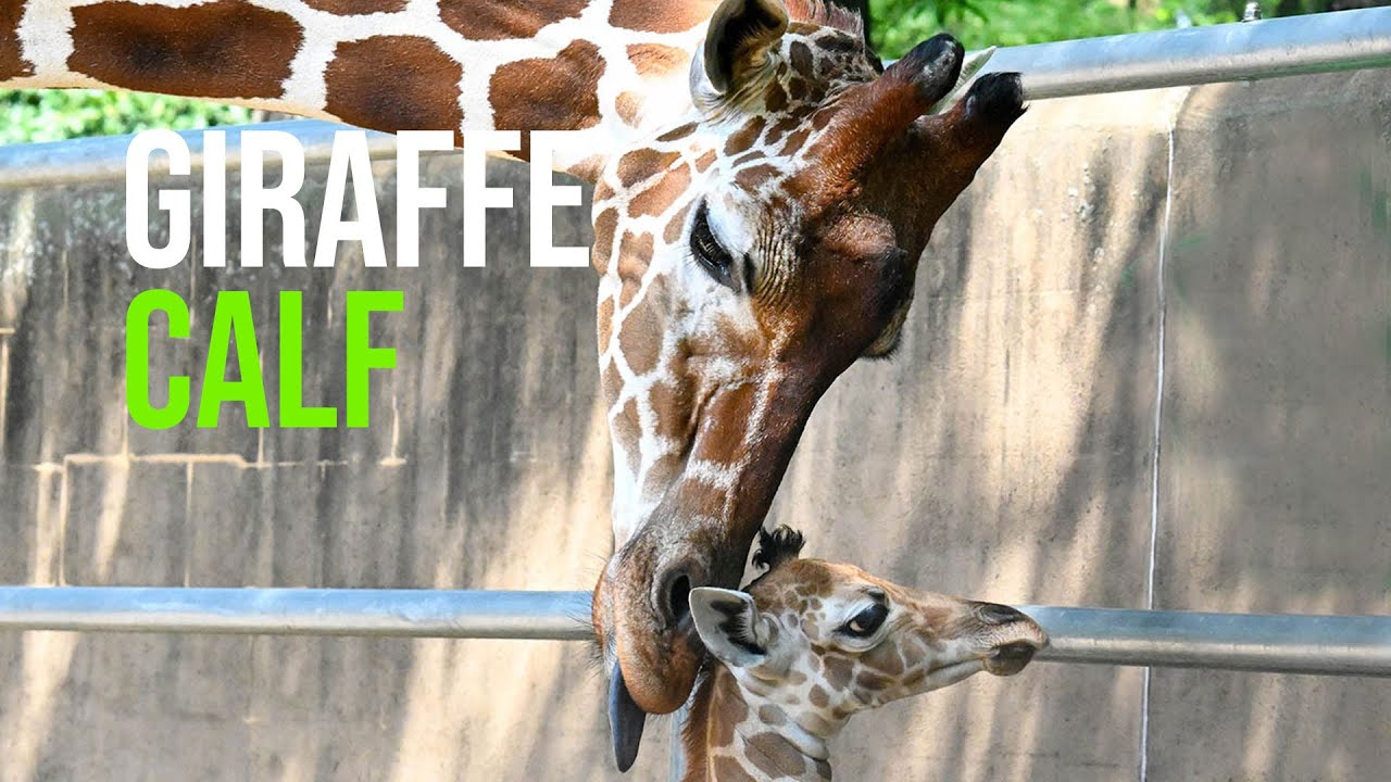 Long-Awaited Arrival of Reticulated Giraffe Calf Sparks Joy at Brookfield Zoo