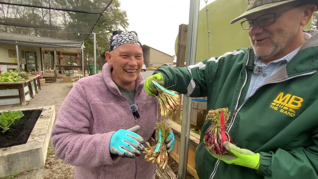 Planting Onions