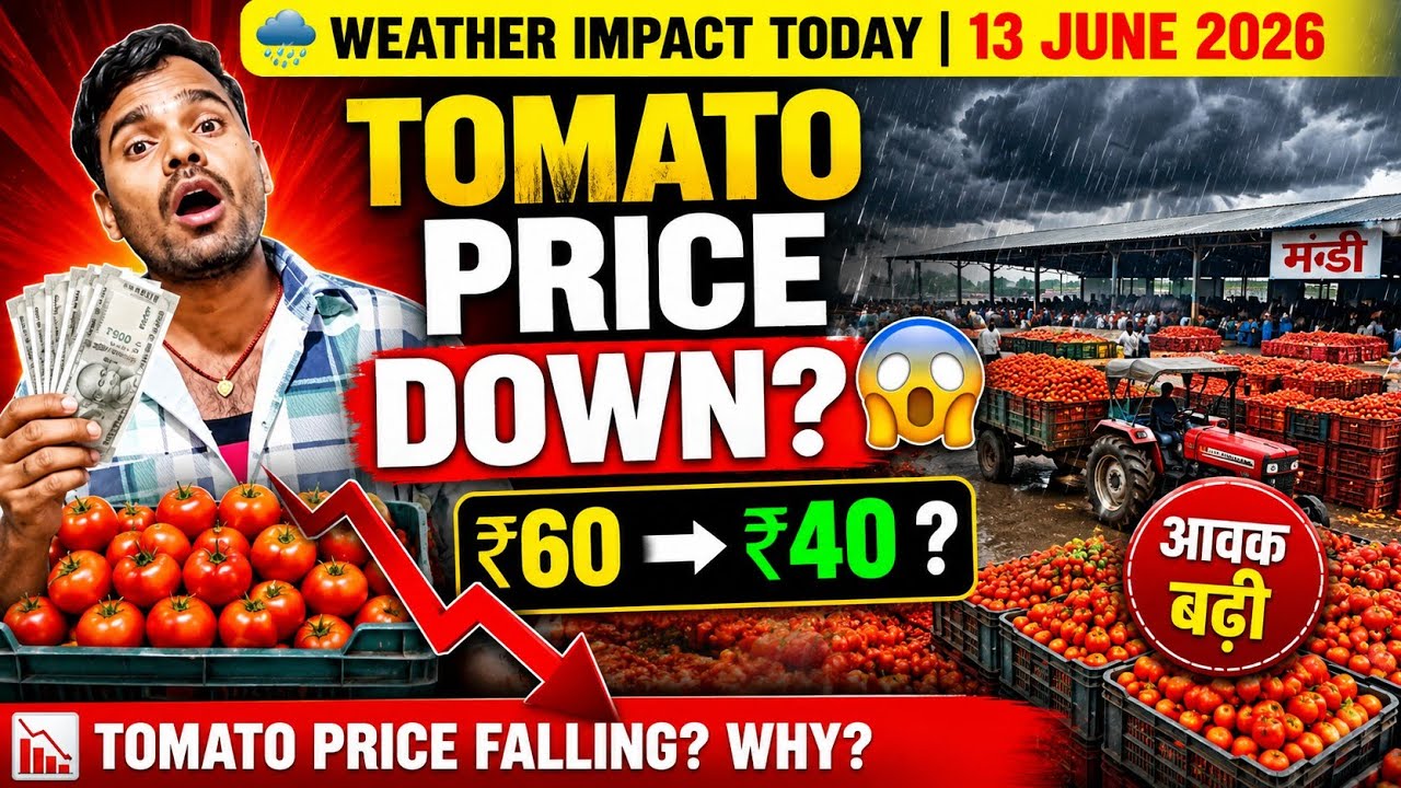 🍅 Tomato Price Update Today (13June 2026)  Weather Impact on Market | Why Are Tomato Prices Falling?