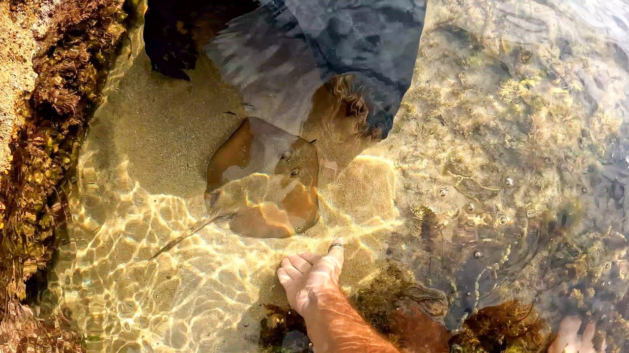 How To Catch A Stingray