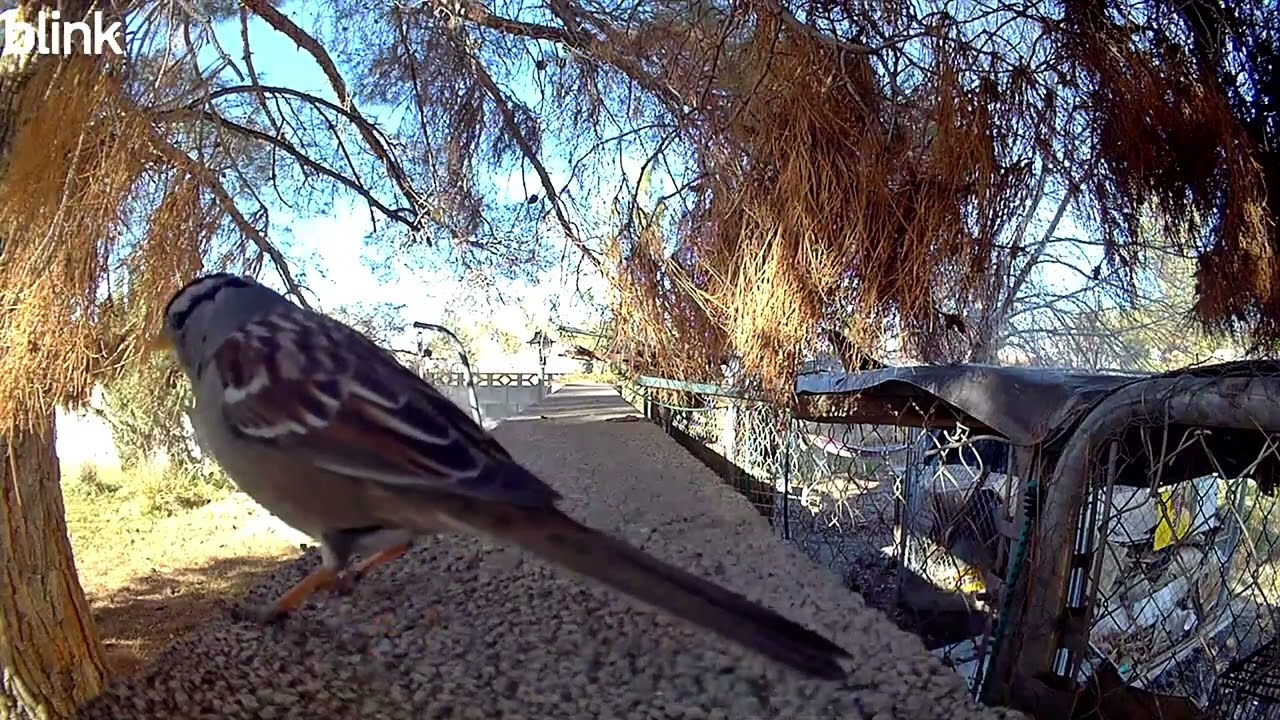 The relaxing life of backyard desert  birds. 