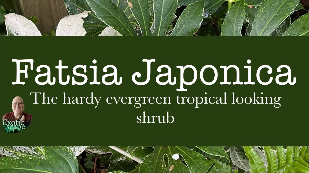 Fatsia Japonica Hardy Evergreen Shrubs