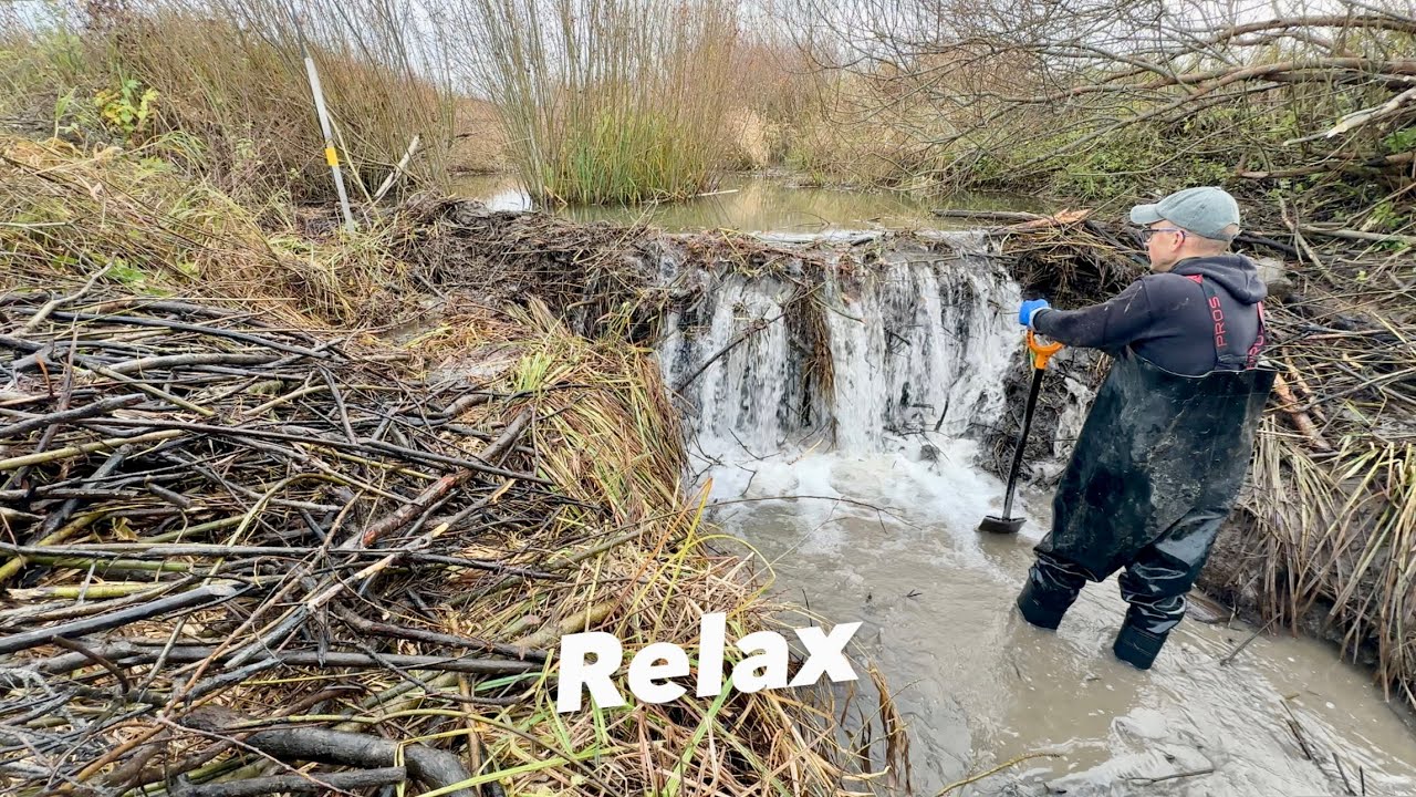 Calm Water Flow While Clearing a Beaver Dam