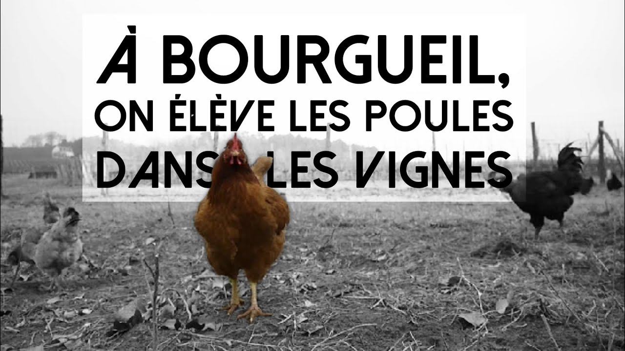 A Bourgueil, on élève les poules dans les vignes
