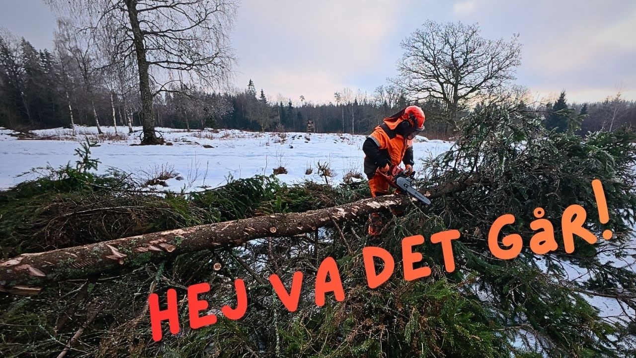 Trädet föll och hemma väntade nästa projekt!