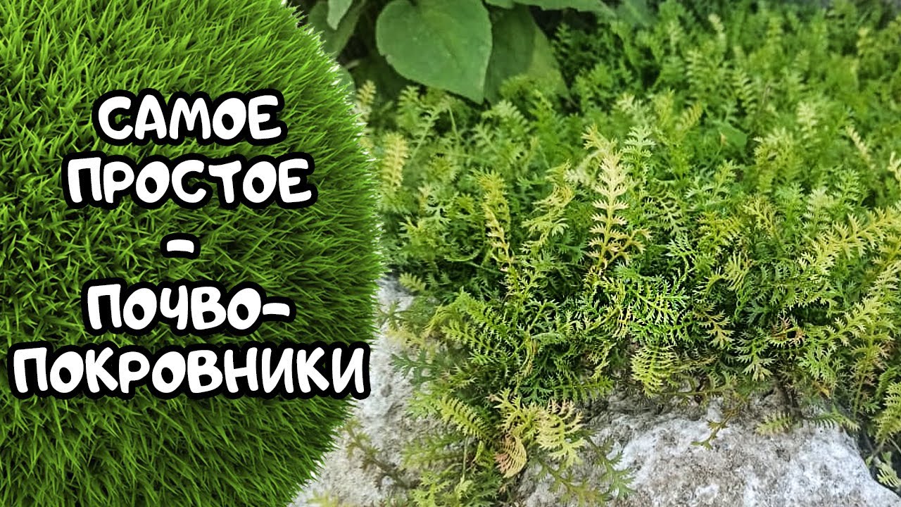 Почвопокровные растения для солнечных мест
