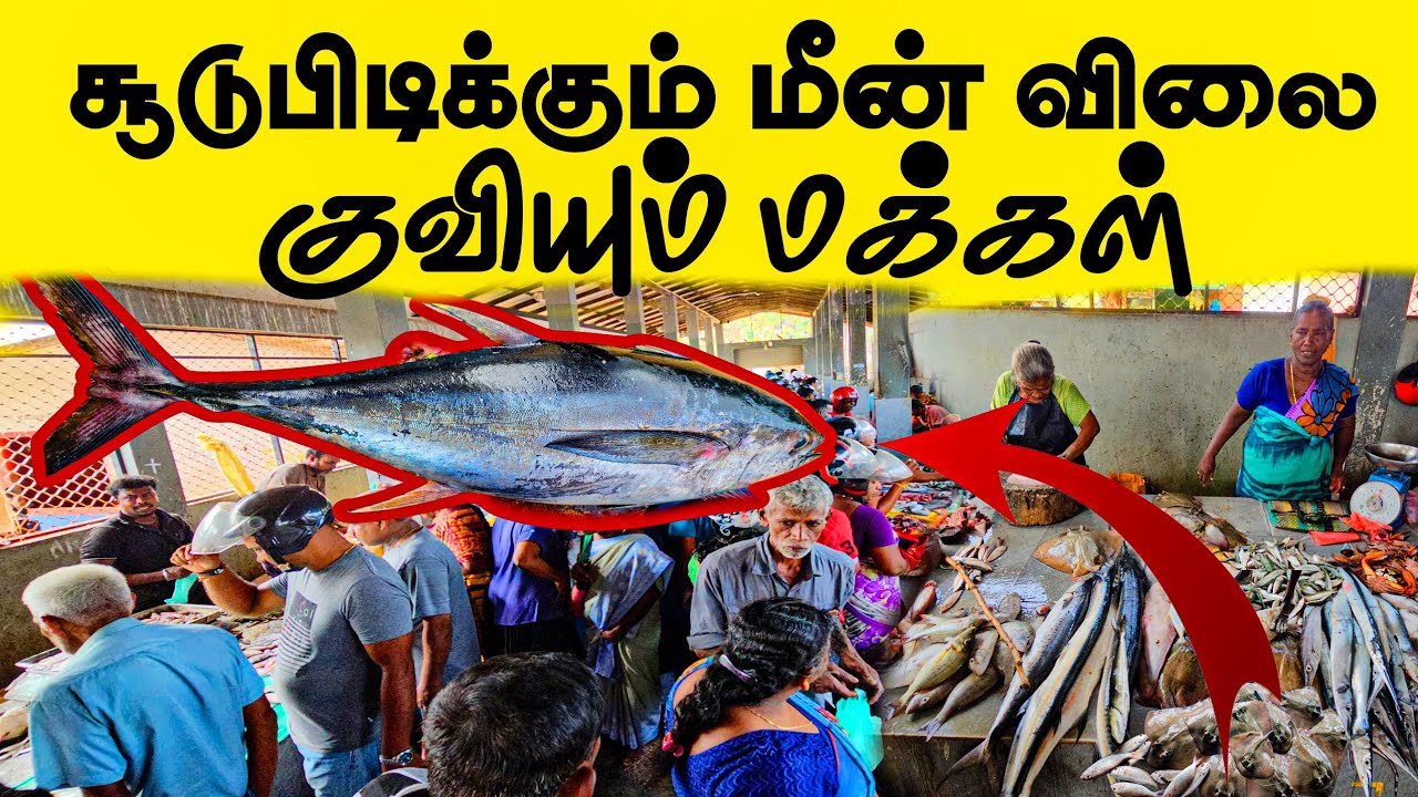யாழில் இதுதான் சரியான இடம் | jaffna fish market | #jaffna
