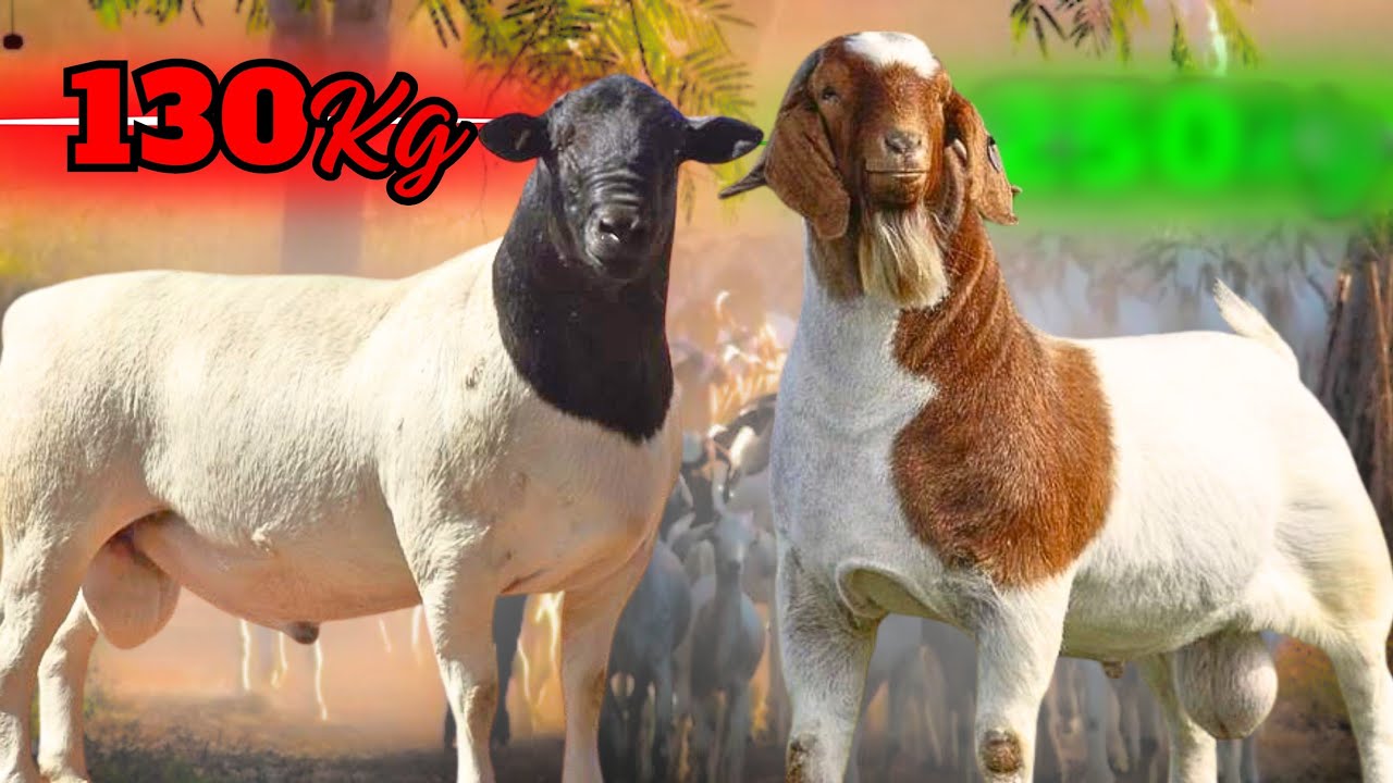 Boer vs. Dorper: Qual Raça Dá Mais Lucro no Nordeste?