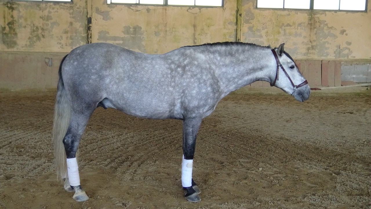 Sell Andalusier PRE ÑECO MOMO