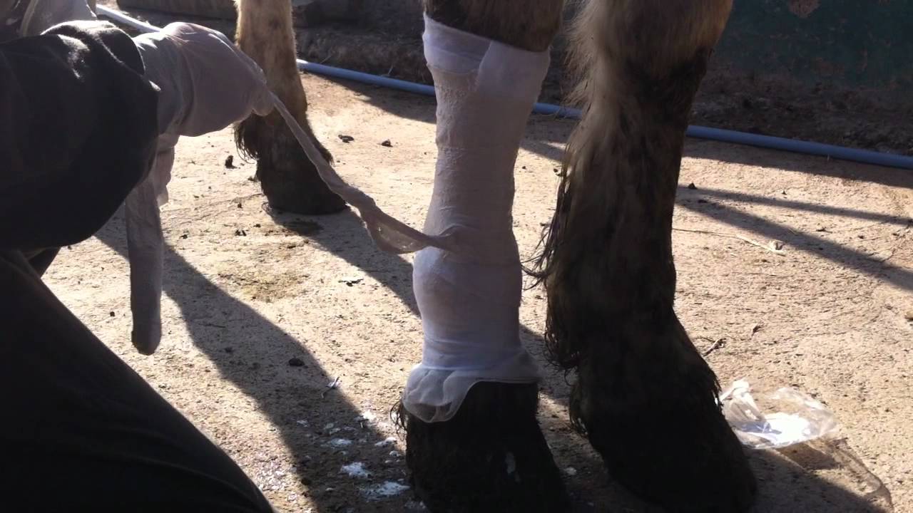 Inmovilización con Yeso Equinos parte 1