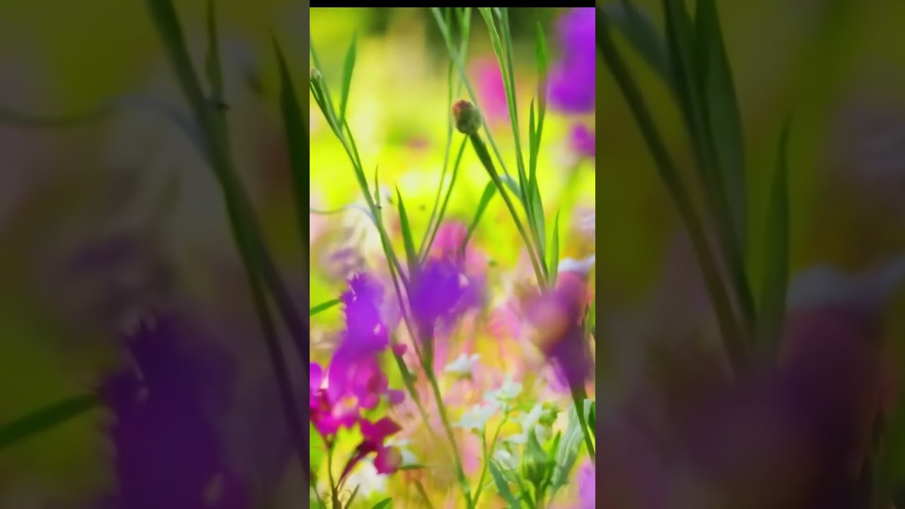 A moment in Nature #hymns #nature #lake #avemaria