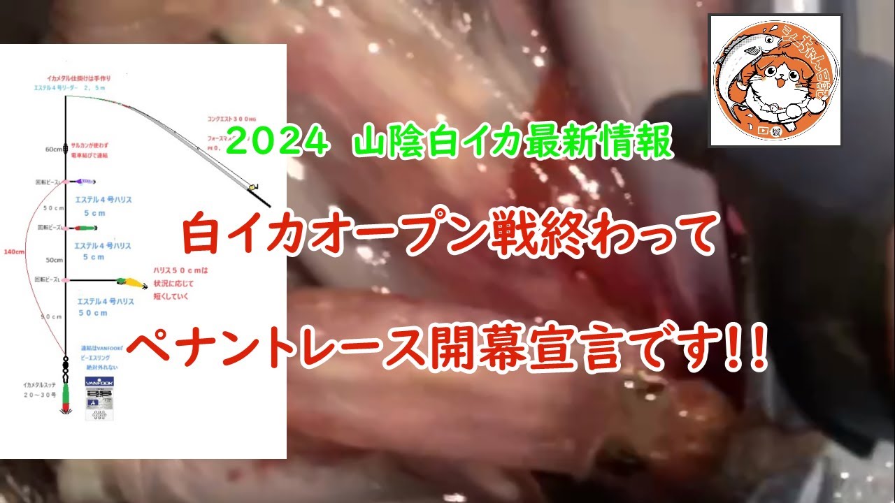 【2024・6下旬】激山陰白イカ爆釣　白イカ開幕宣言！最後エギランキングあります＃イカメタル＃オモリグ＃ケンサキイカ#fishing ＃船釣り