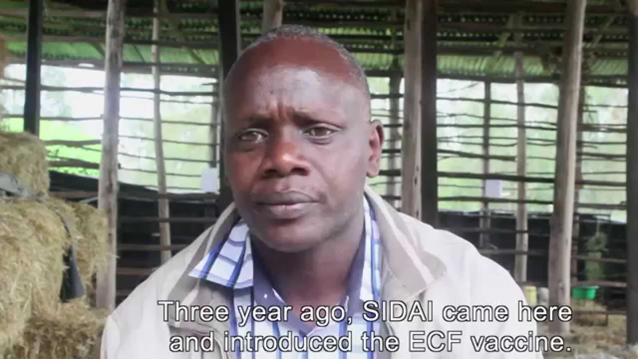 East Coast Fever Vaccine saves cattle and cost