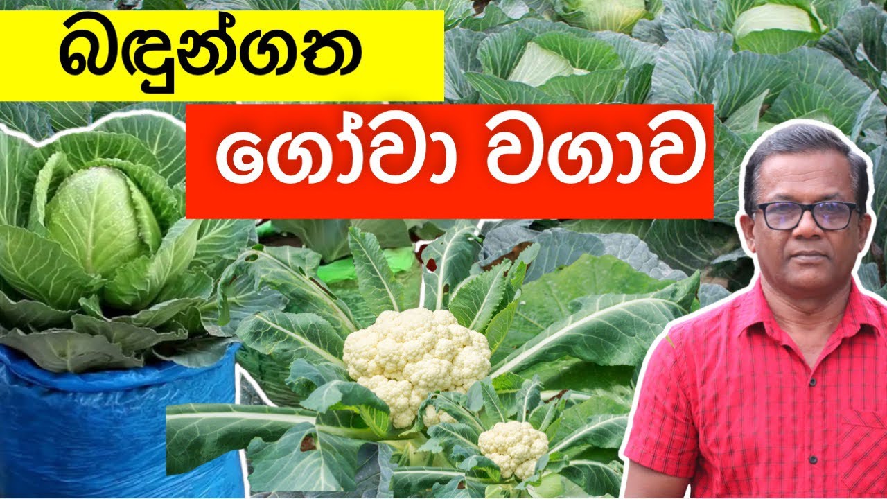 ගෝවා පැලයක් පහසුවෙන් ගෙවත්තෙ හදාගන්න | How to Grow Cabbage at Home | Episode 278 | Ceylon Agri