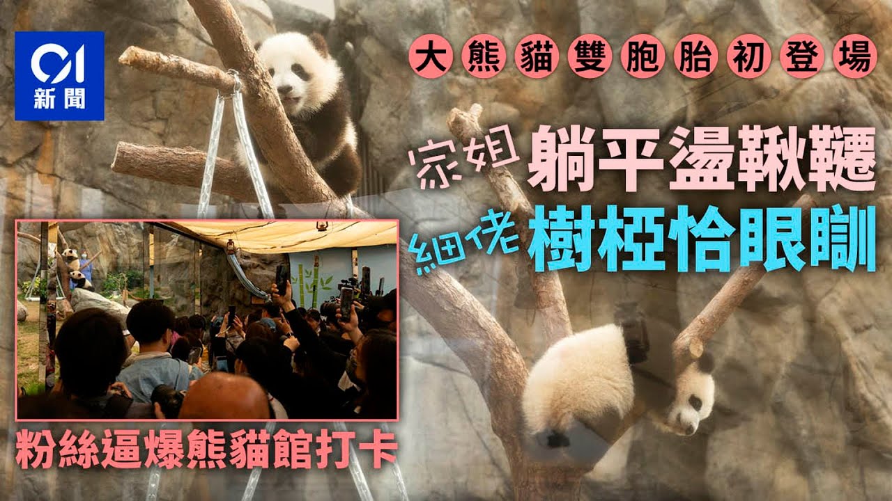 大熊貓BB｜直擊館内熊貓迷逼爆打卡　家姐躺平盪鞦韆　細佬爬樹椏｜01新聞｜熊貓｜龍鳳胎｜海洋公園｜打卡｜家姐｜細佬｜大熊貓之旅