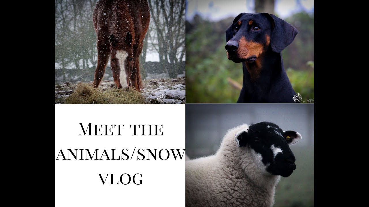 ||Meet the animals/snow vlog||