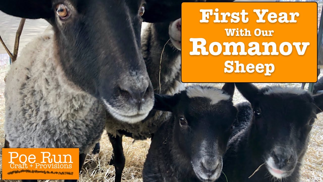 First Year With Our Romanov Sheep | Homestead Animals