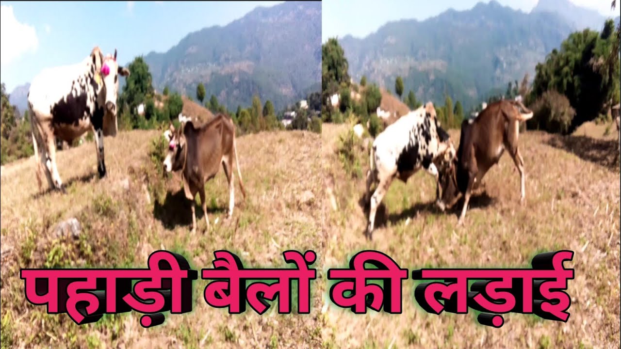 पहाड़ो में बैलों की लड़ाई/kumaoni bail fight/पहाड़ी बैल