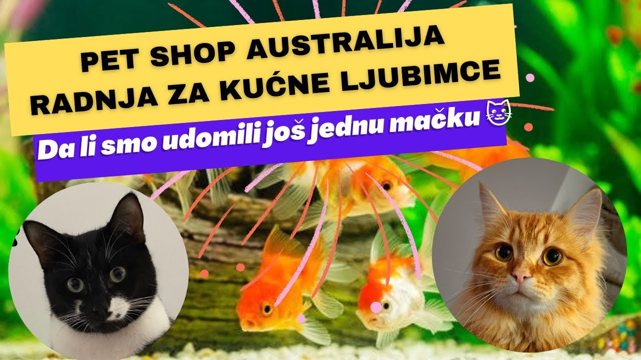 Pogledajte kako izgleda pet shop u Australiji 😻| #bibigrbich #australija #kucniljubimci #petshop
