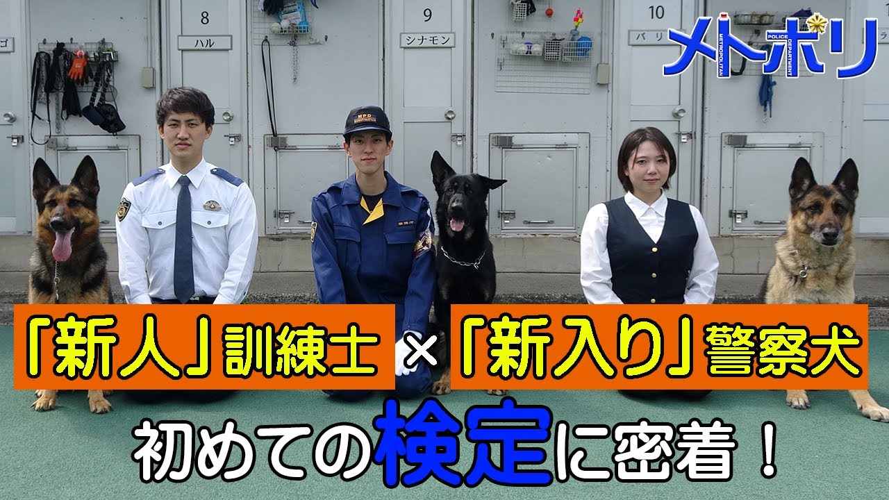 【警察犬】エースくんが成長したようです【メトポリ】