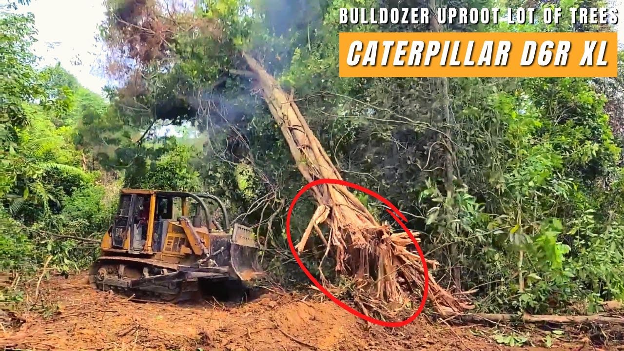 The Bulldozer Taking Out a lot of Trees, Bulldozer Caterpillar D6R XL Open The Plantation