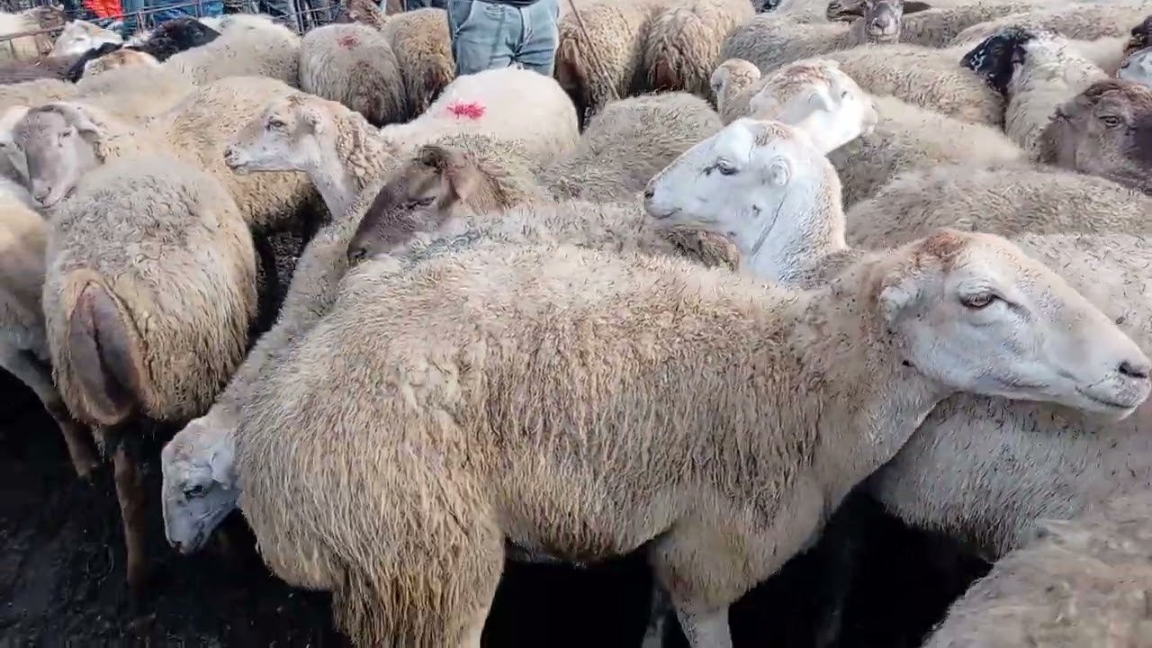İmişli qoyun bazarı 03.12.2024 050 571 71 57
