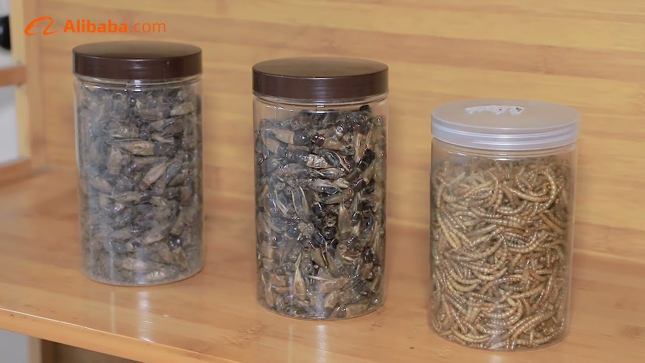 Mealworm and Black Soldier Fly Larvae Defatted Protein Powder Production And Processing Workshop.