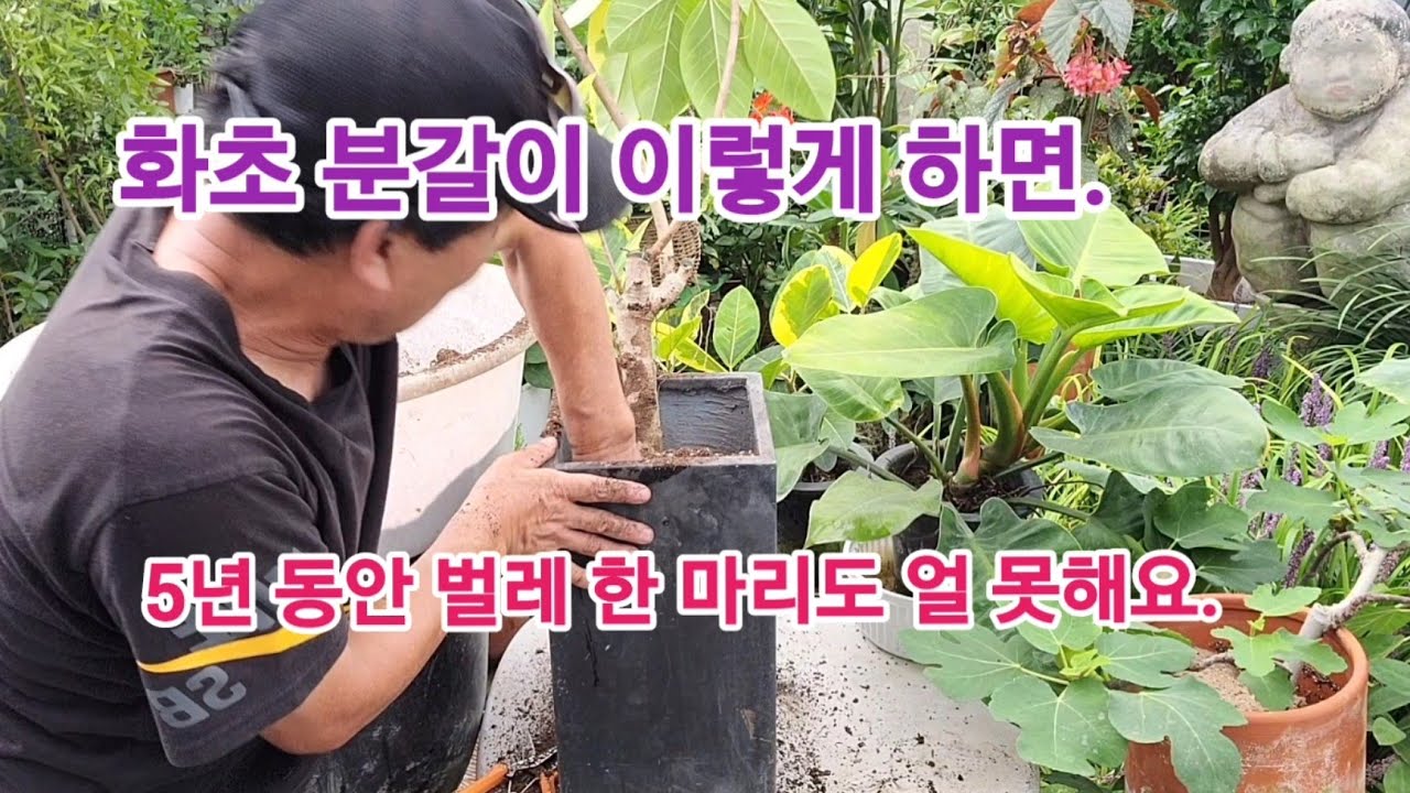 화초 식물 분갈이 이렇게 하면, 5년 동안 벌레 한 마리도.얼씬도 못해요!!