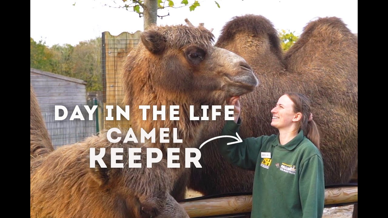 A Day in the Life of a Zookeeper - Camels | World of Animals