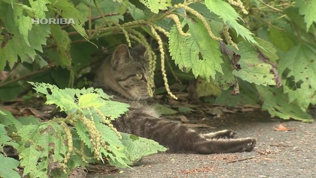 ネコ
