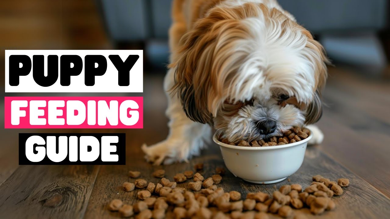 How Much Should a Shih Tzu Puppy Eat?