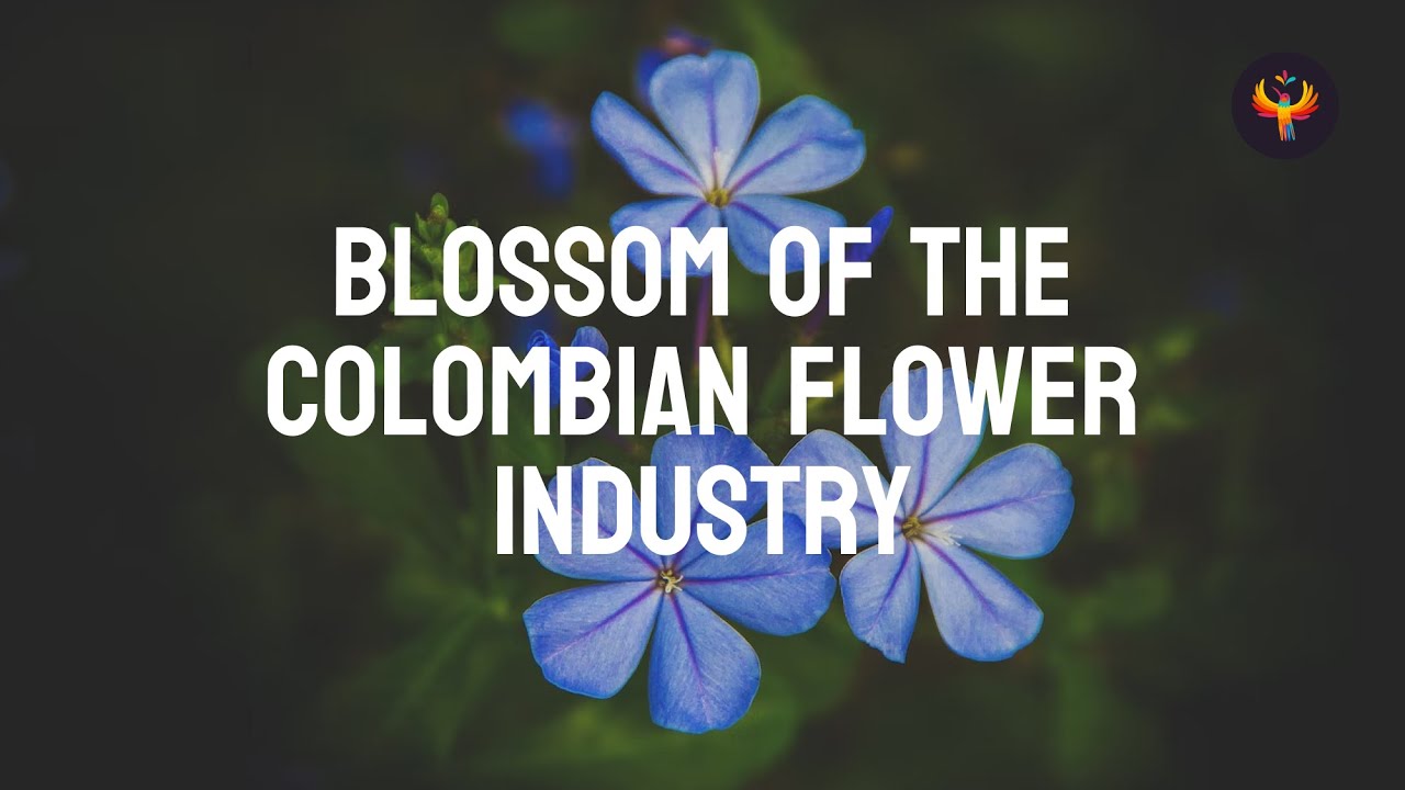 🇨🇴 Why Colombian Flower Industry is Blossoming