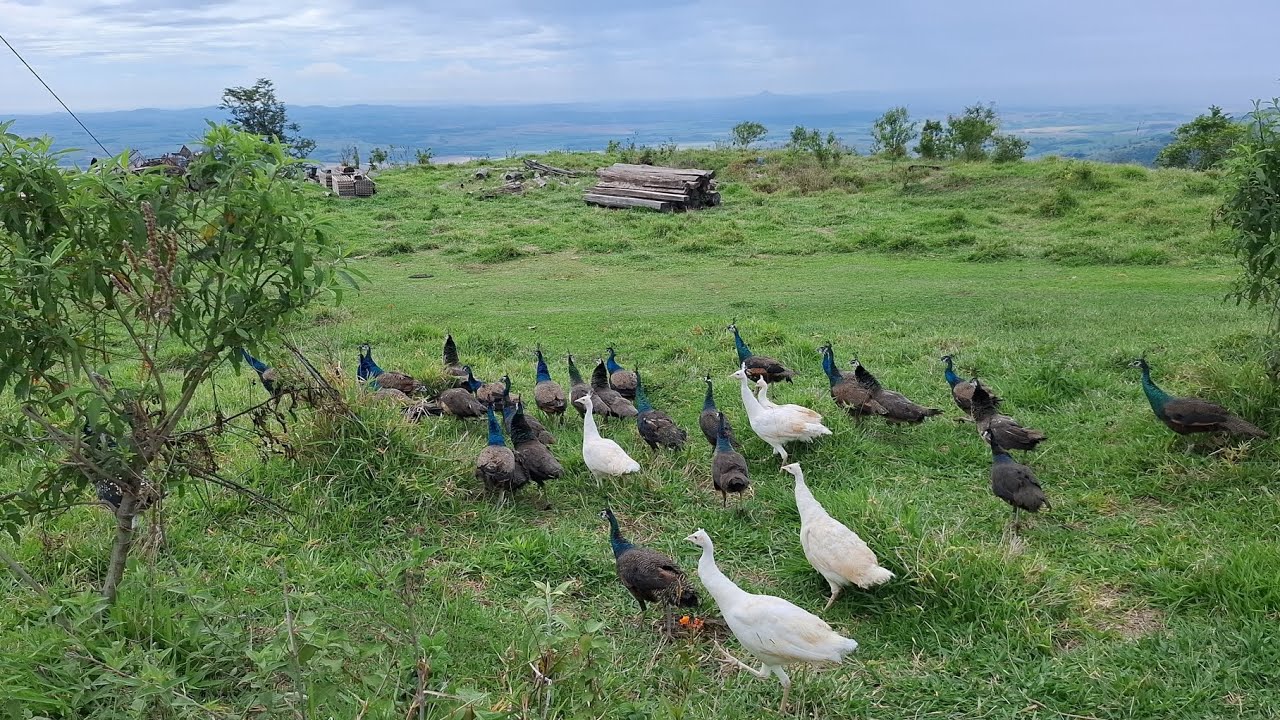 Soltando pela primeira vez ote de pavão