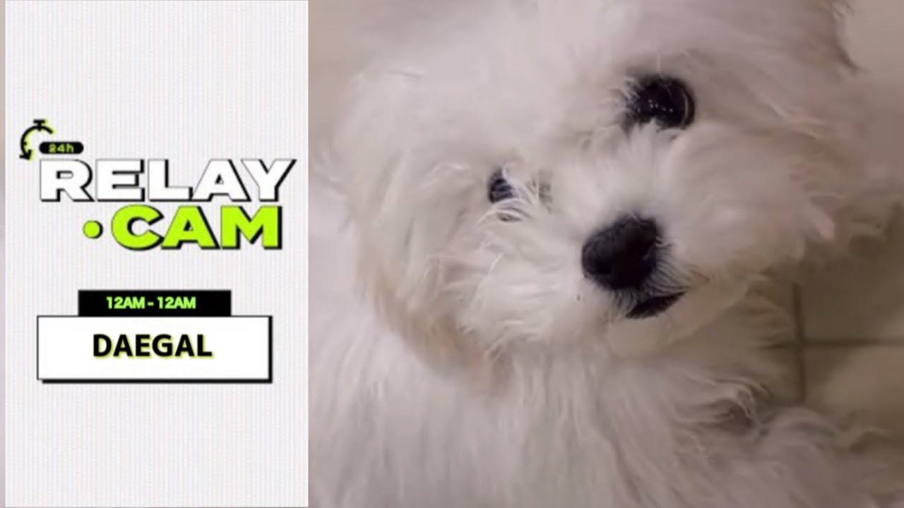 ⏱DAEGAL : 12AM-12AM | ANIMAL 24hr RELAY CAM