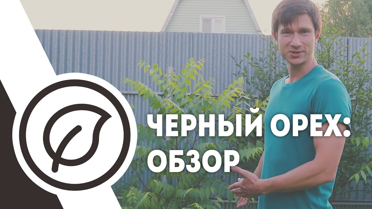 Черный орех на севере Московской области.
